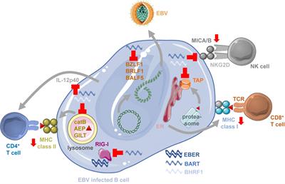 Immune Escape by Non-coding RNAs of the Epstein Barr Virus